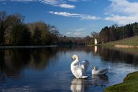 Swan Lake' by Graham Dash, from 'Words in Focus', 2016