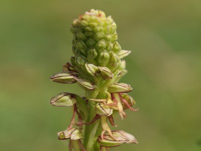 Man orchid plant