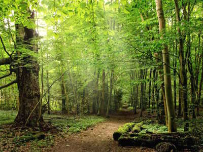 Norbury Park in the spring