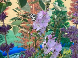 Flowers and butterflies in the rain garden