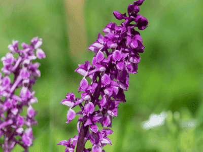 An early purple orchid