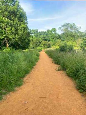 Norbury Park nature and heritage trails