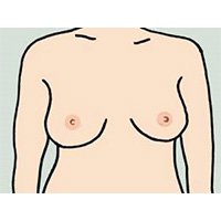 Diagram of female chest