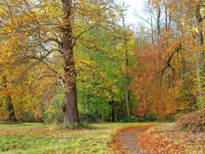 Norbury Park in Autumn