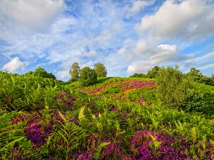 Heather on Surrey's Heathland