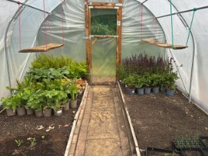 Plants in poly tunnel