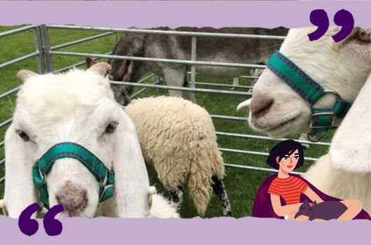 Two sheep in a pen