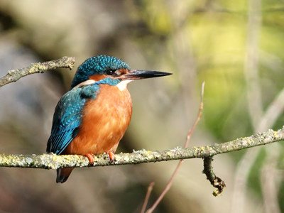 Kingfisher
