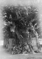  Yew tree in churchyard, Crowhurst (SHC ref 7828/2/47/51)