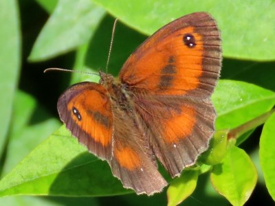 Gatekeeper butterfly in Surrey