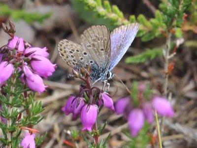 Blue butterfly at Norbury Park