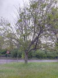 An Ash tree suffering from Ash Dieback