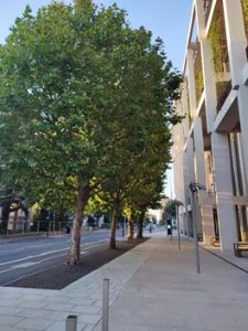 Street trees on an urban street