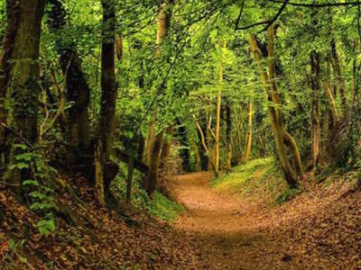 Norbury Park woodland scene