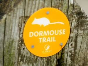 The Dormouse Trail sign at Newlands Corner