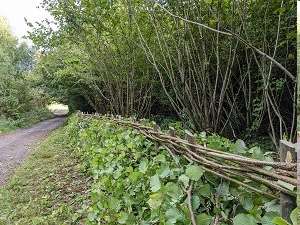 Finished example of a laid hedge.