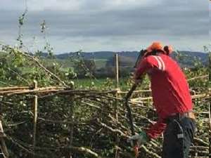 Hedge laying courses in Norbury Park 2