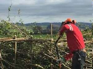 Hedgelaying