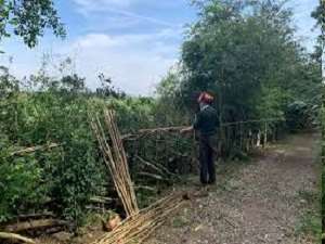 A new hedge being created