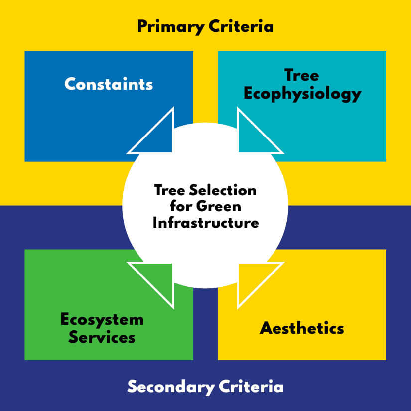 Diagram summarising criteria for tree selection: a full text version is in appendix 3
