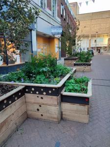 Raised planter boxes in a pedestrian area