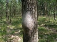 A tree infected with Oak Processionary Moth (OPM)