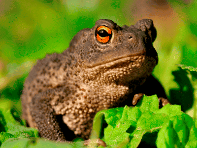 A common toad