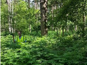 Our volunteer, John, wades through the thick bracken in order to get to the next clearing